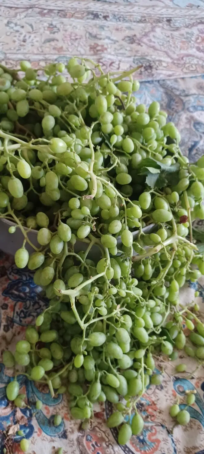 غوره|خوردنی و آشامیدنی|سقز, |دیوار