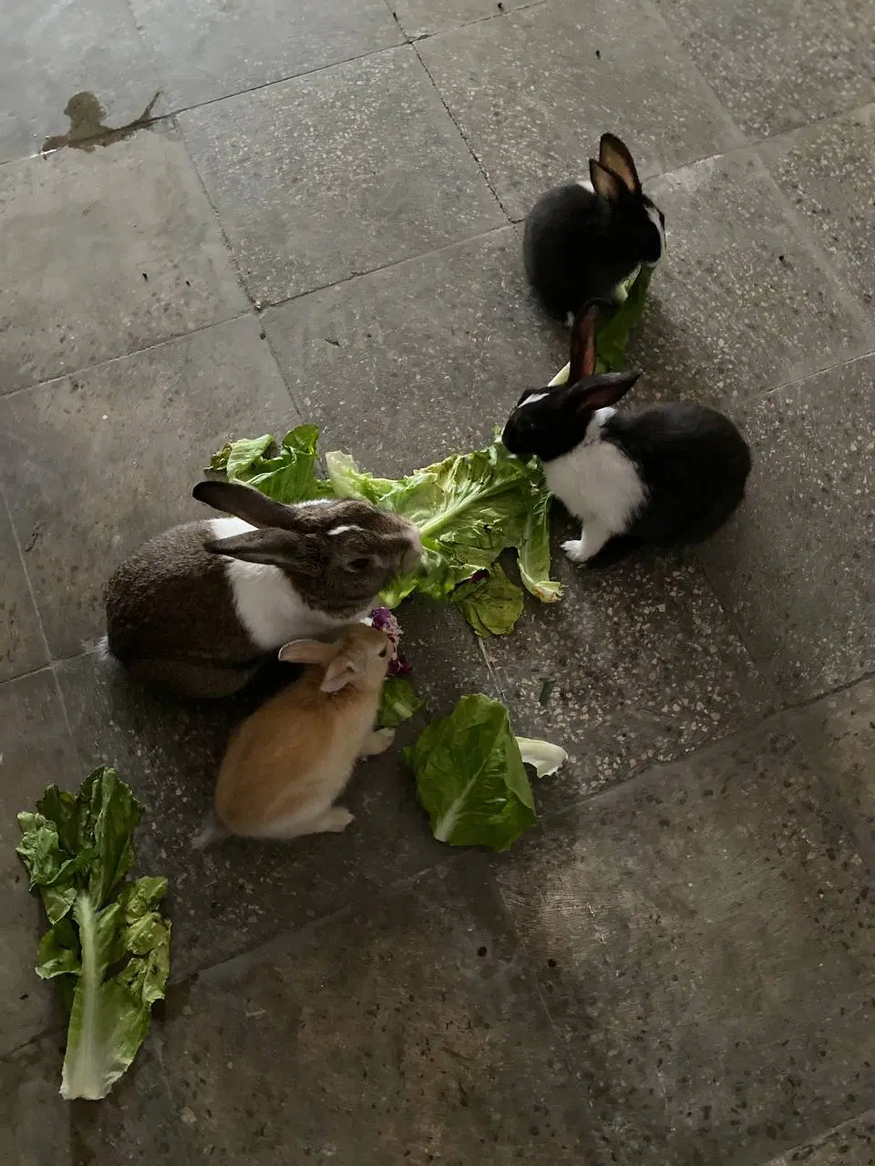 خرگوش|موش و خرگوش|اهواز, کوی بشارت|دیوار
