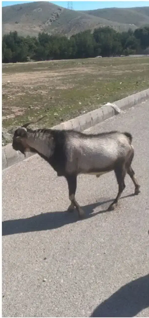 نر بز|حیوانات مزرعه|اندیمشک, |دیوار