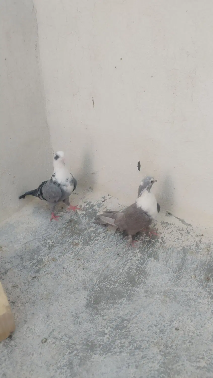 مخمل|پرنده|سروستان, |دیوار