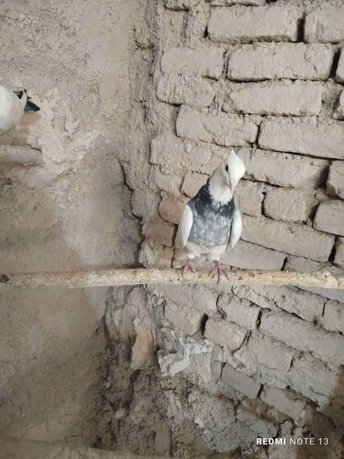 کفتر|پرنده|همدان, |دیوار