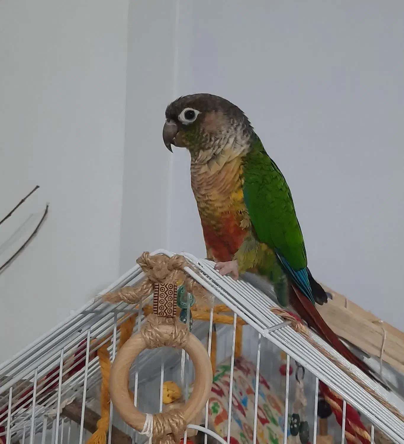 گرینچیک|پرنده|کرج, اصفهانیها|دیوار