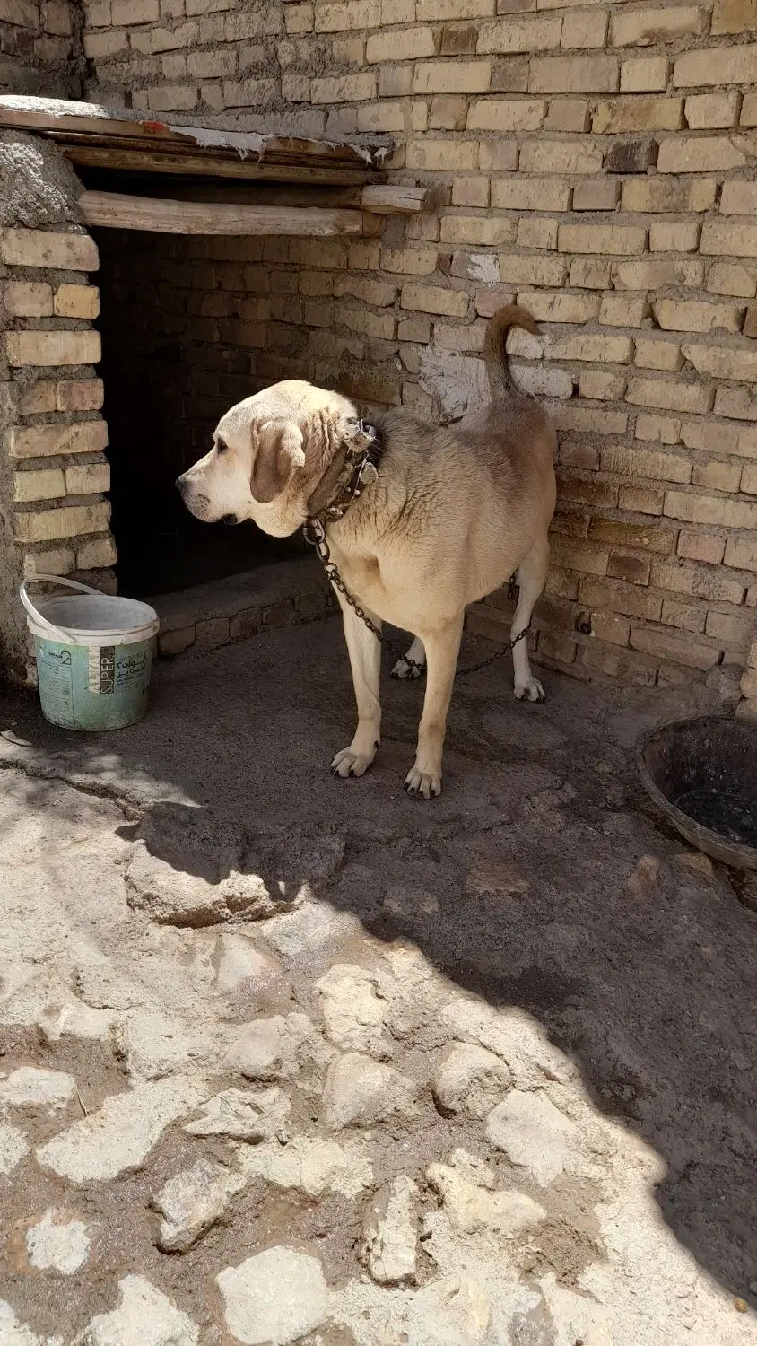 سگ عراقی|سگ|ایجرود, |دیوار