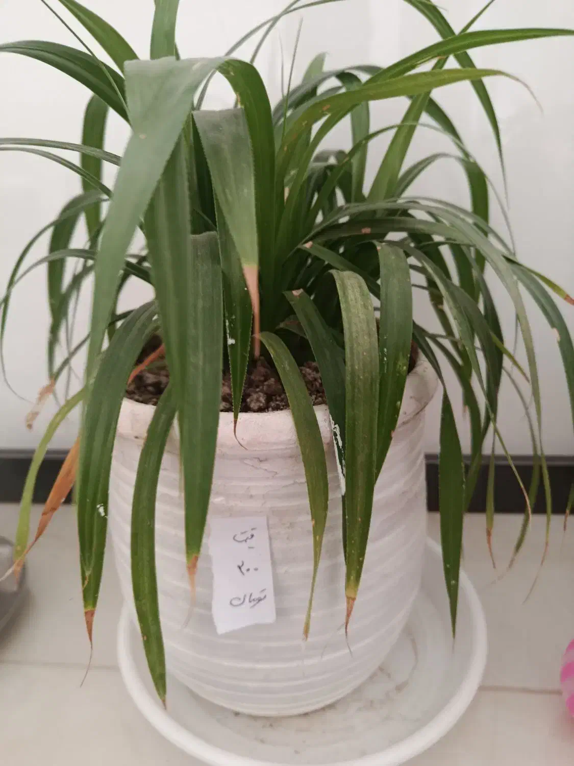 گل و گلدان|گل و گیاه طبیعی|سبزوار, طبرسی (جعفرآباد)|دیوار