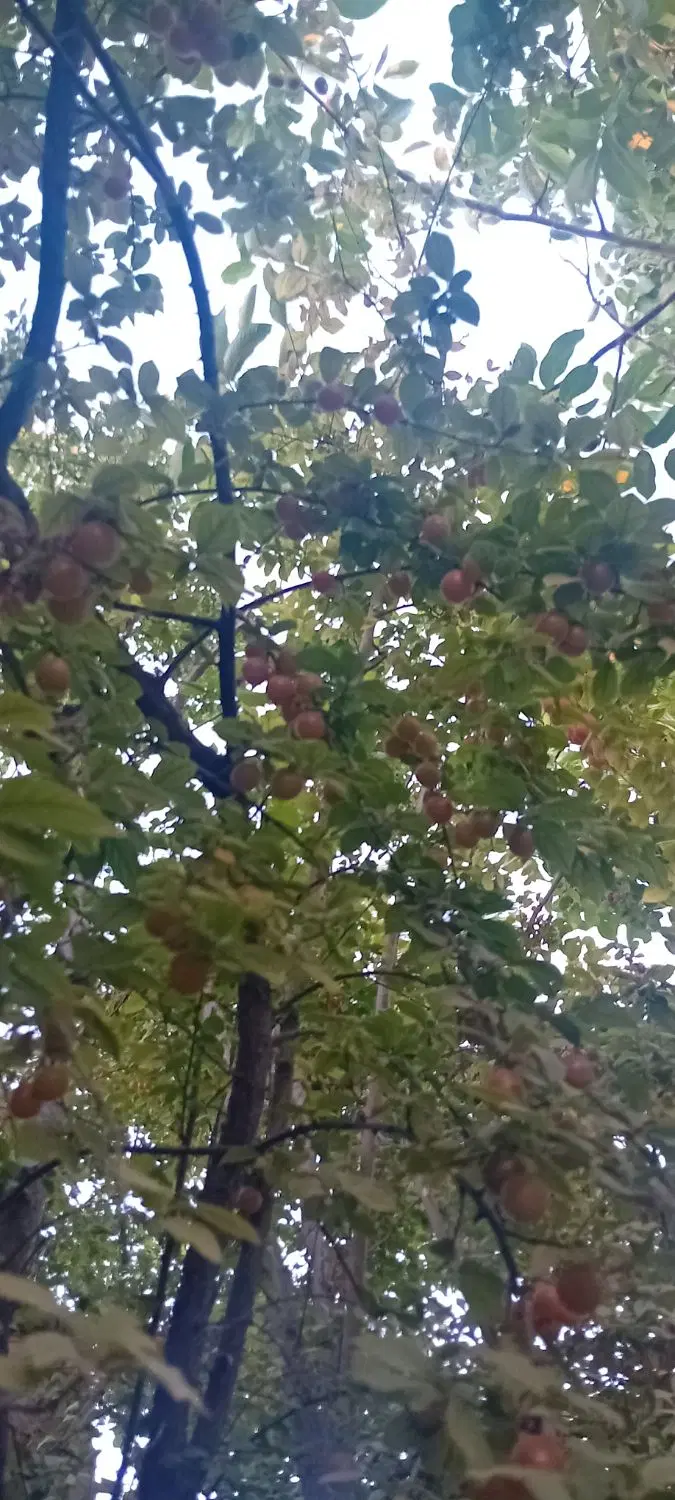 آلوچه|گل و گیاه طبیعی|شیروان (خراسان), |دیوار