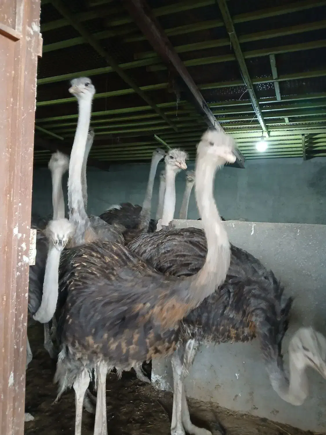 شترمرغ|حیوانات مزرعه|قزوین, |دیوار