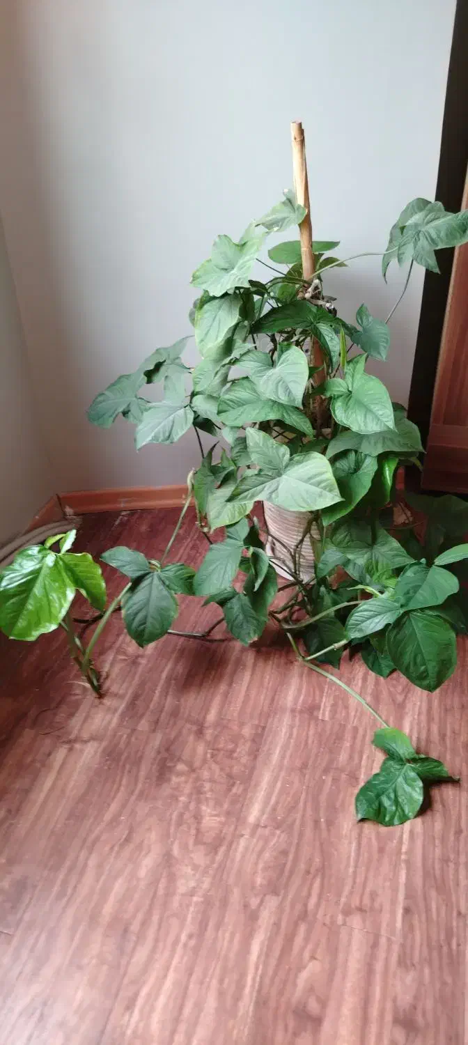 گوش گرگی|گل و گیاه طبیعی|مشهد, شهرآرا|دیوار