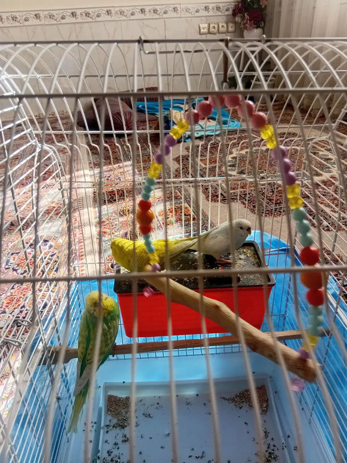 مرغ عشق|پرنده|قرچک, مهدیه|دیوار