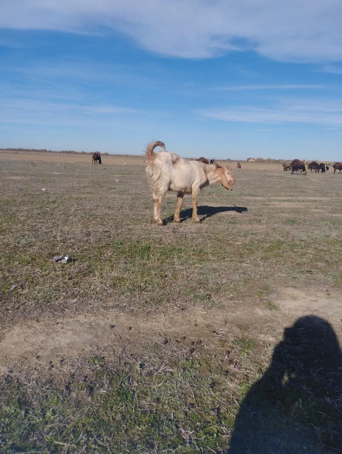 تکه|حیوانات مزرعه|آق قلا, |دیوار