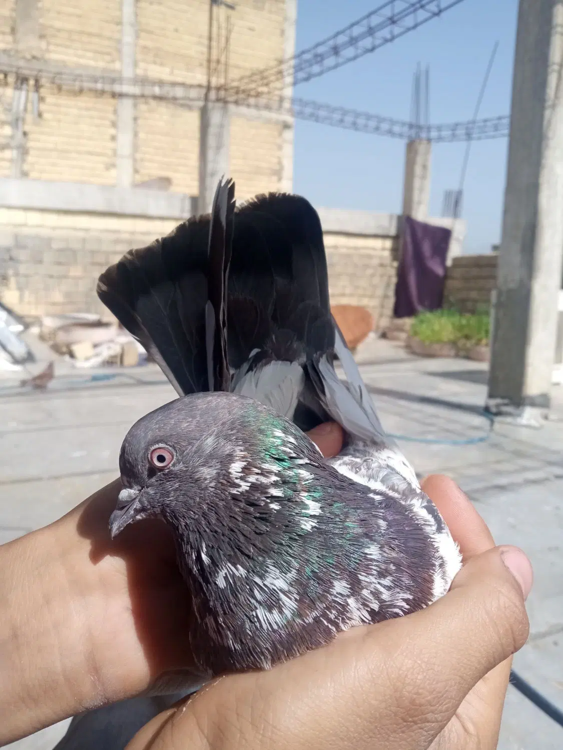کبوتر|پرنده|دلوار, |دیوار