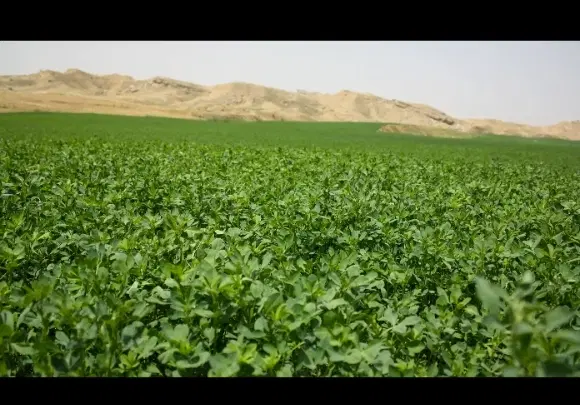یونجه|عمده‌فروشی|باقرشهر, |دیوار