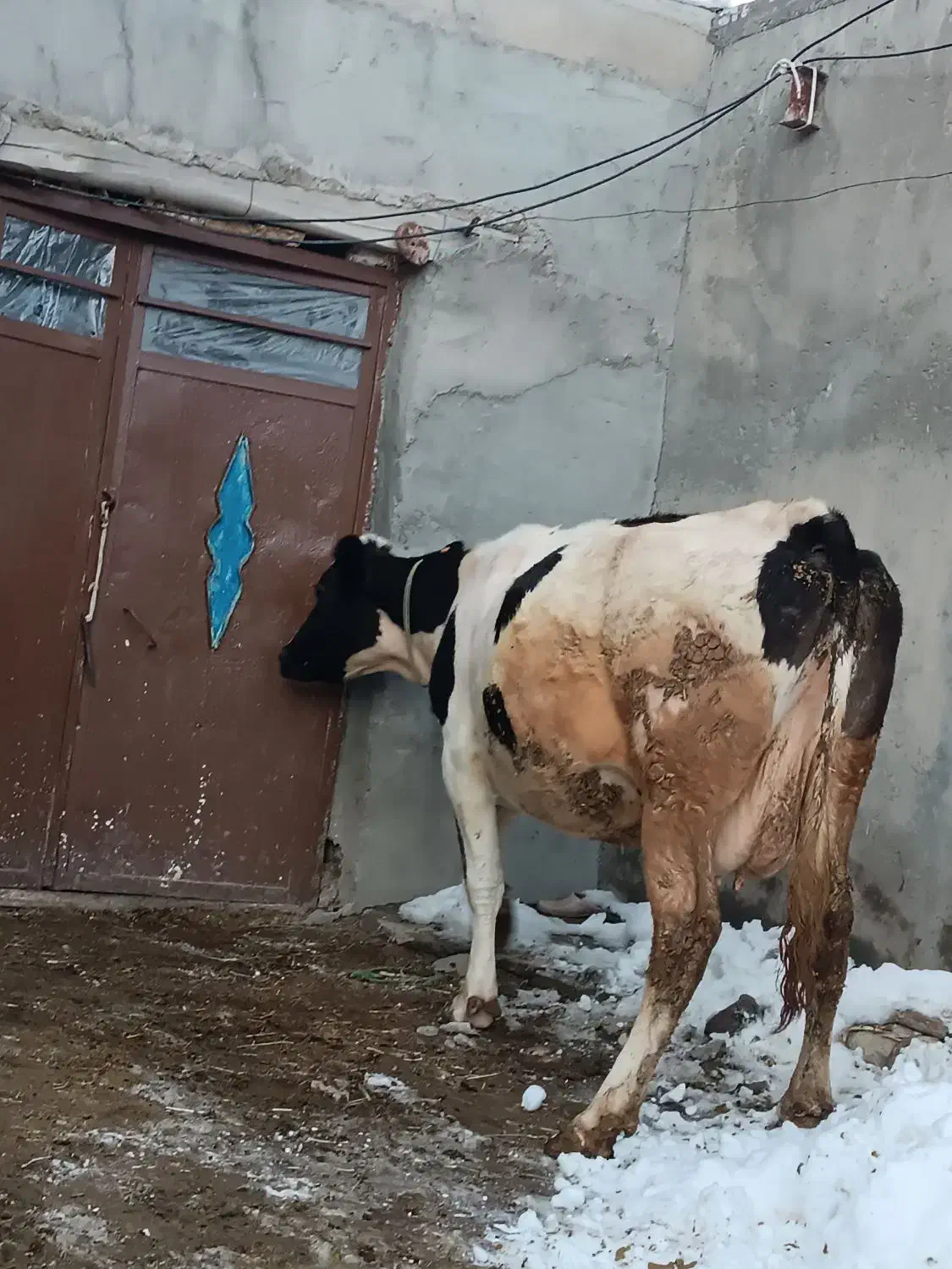 گاو شیری|حیوانات مزرعه|هشترود, |دیوار