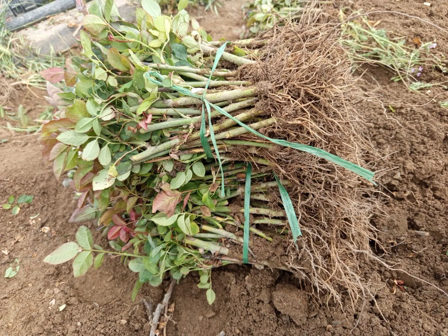 گل رز|گل و گیاه طبیعی|خمین, |دیوار