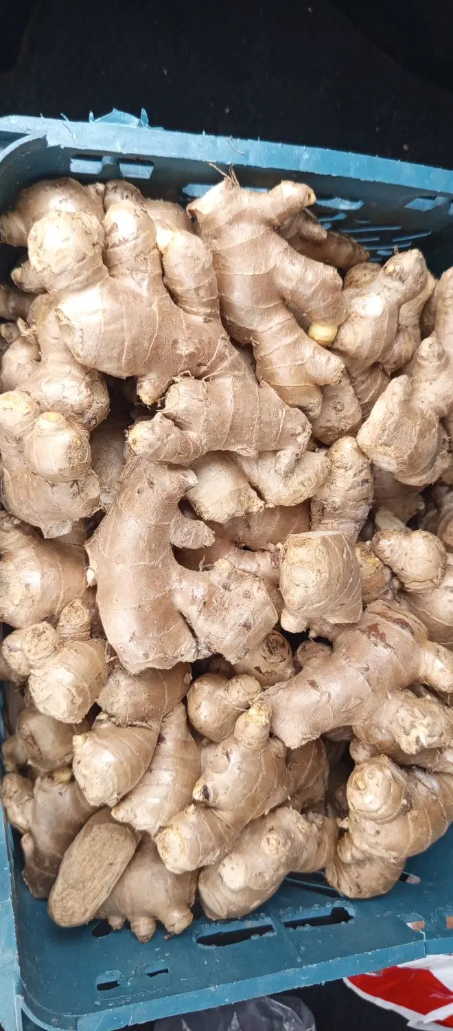زنجبیل هندی|خوردنی و آشامیدنی|اصفهان, دوطفلان|دیوار