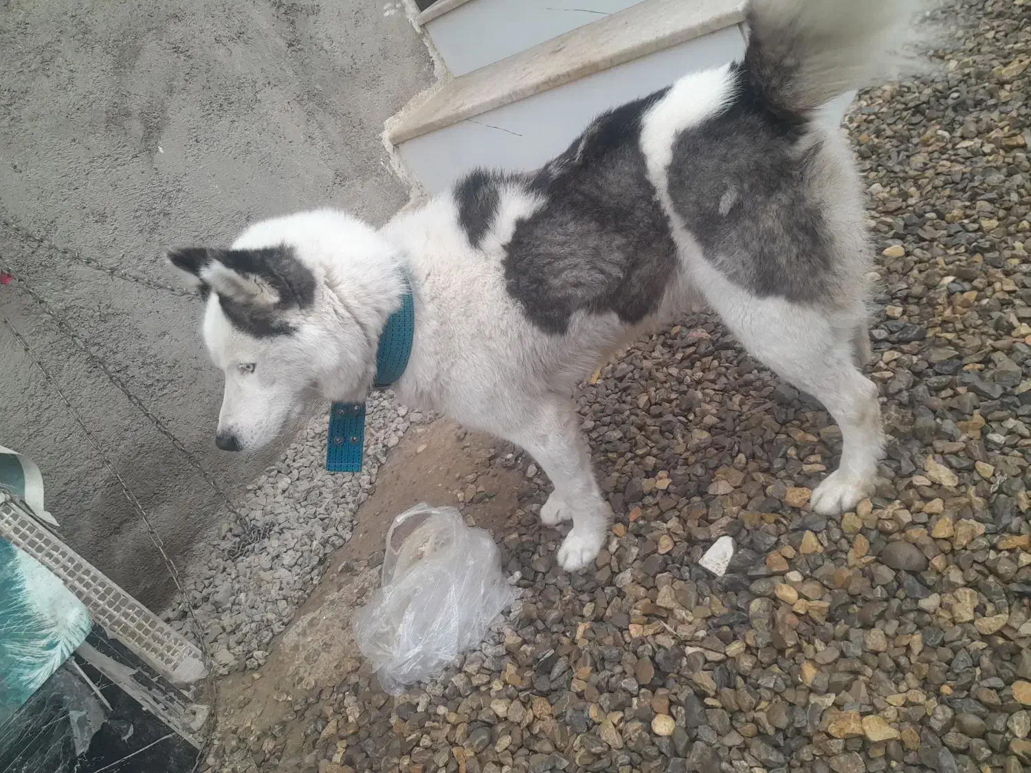 سگ هاسکی‌|سگ|مینودشت, |دیوار