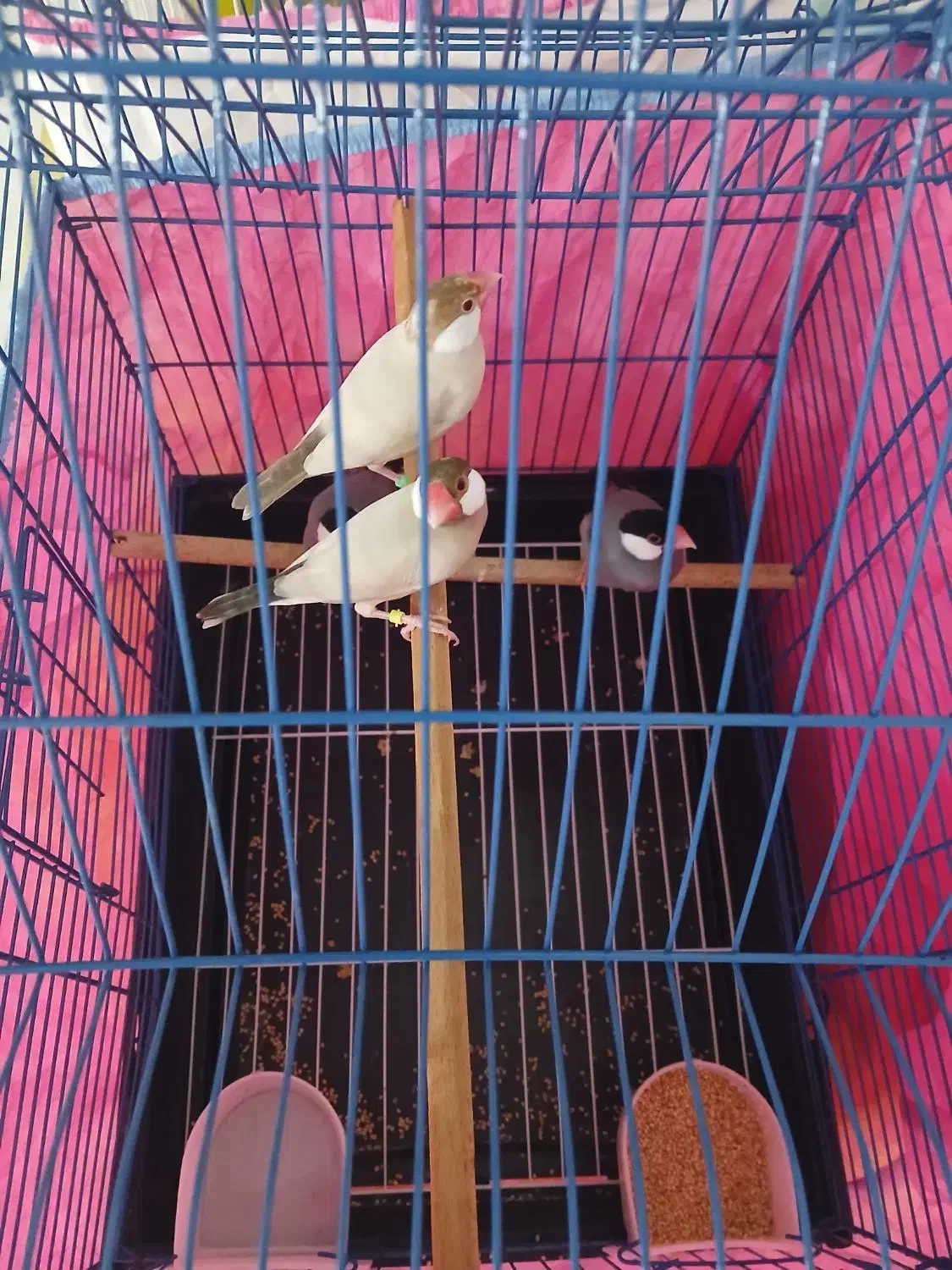 فنج|پرنده|بندرعباس, |دیوار