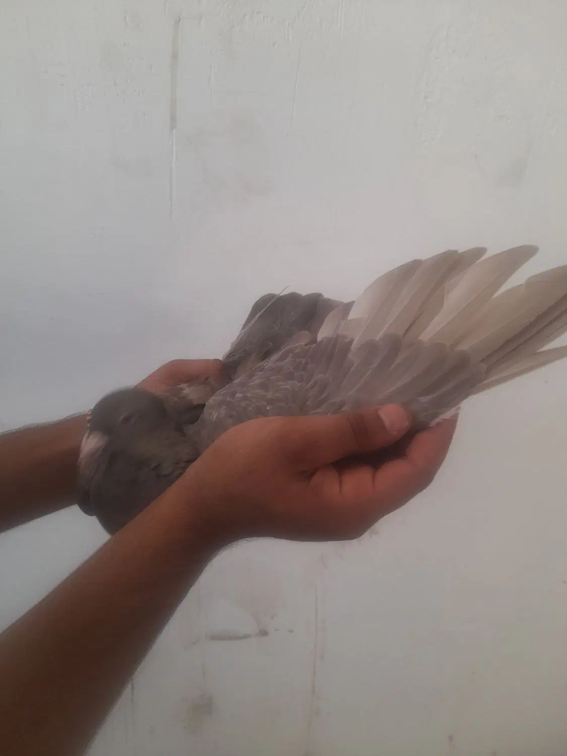 کفتر|پرنده|خرمشهر, |دیوار