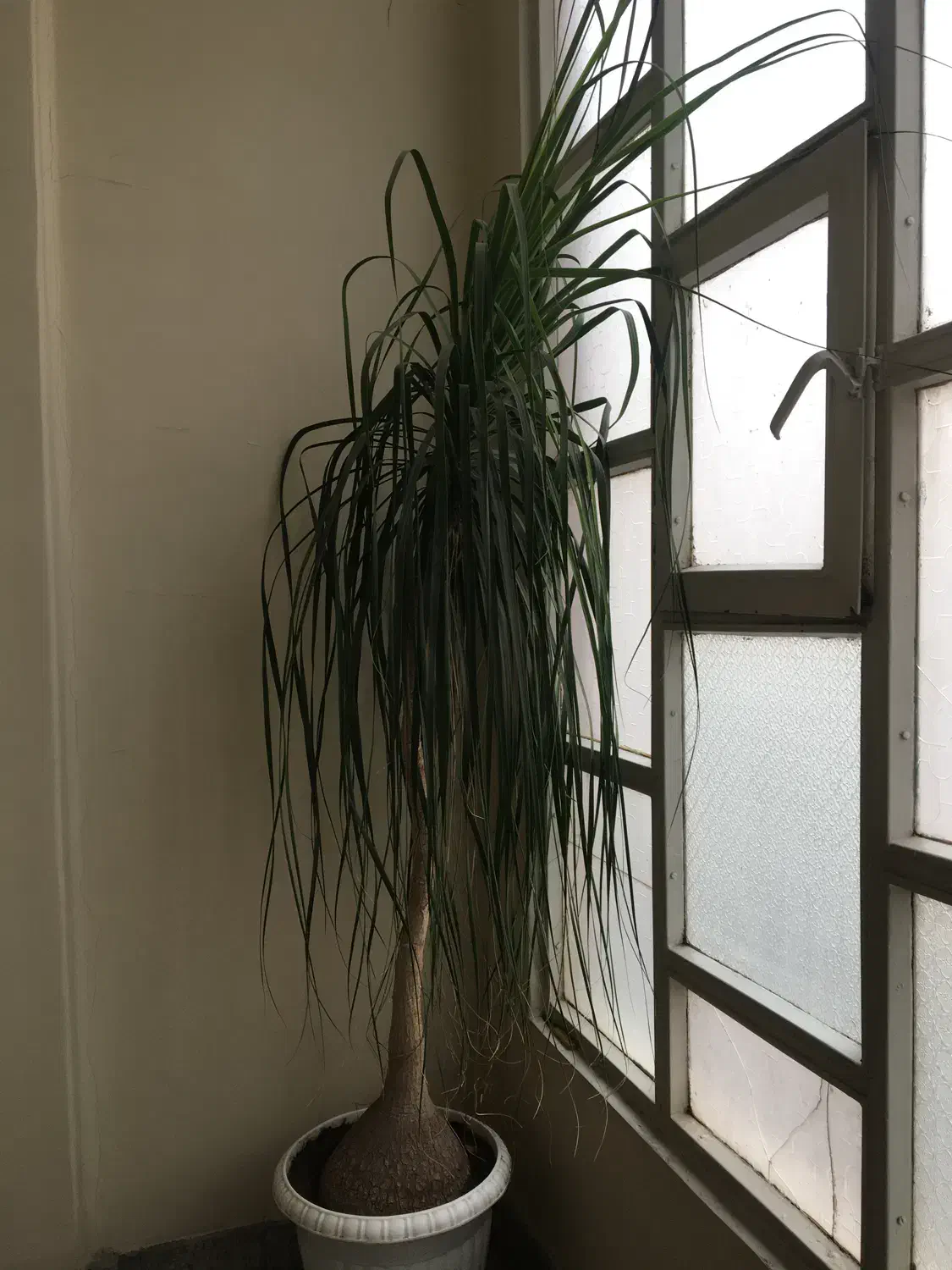 گل لیندا|گل و گیاه طبیعی|تهران, نارمک|دیوار