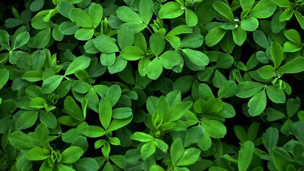 یونجه|خدمات باغبانی و درختکاری|نورآباد, |دیوار