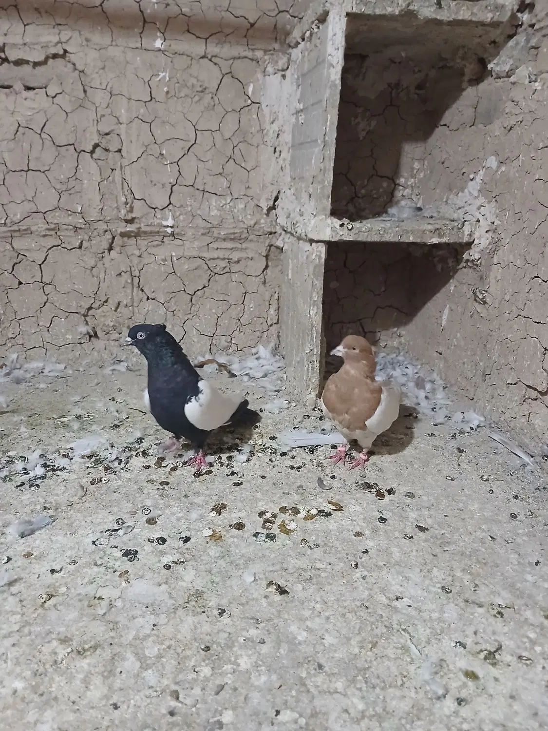 کبوتر|پرنده|بروجرد, |دیوار