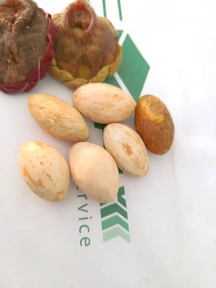 پادری|پادری|زابل, |دیوار