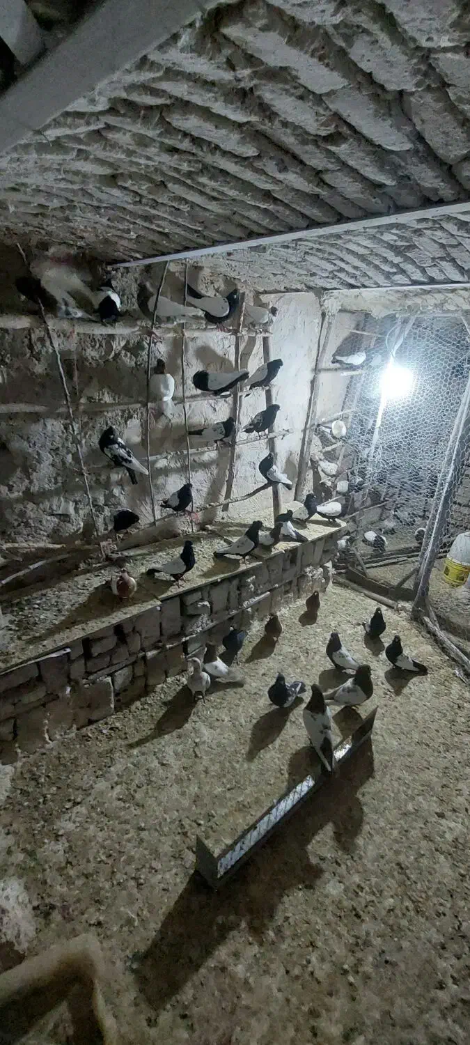 کبوتر|پرنده|بجنورد, |دیوار