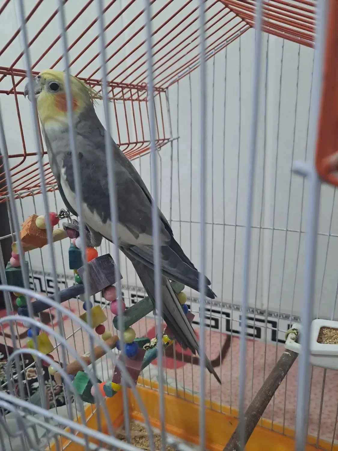 پرنده|پرنده|فردوسیه, |دیوار