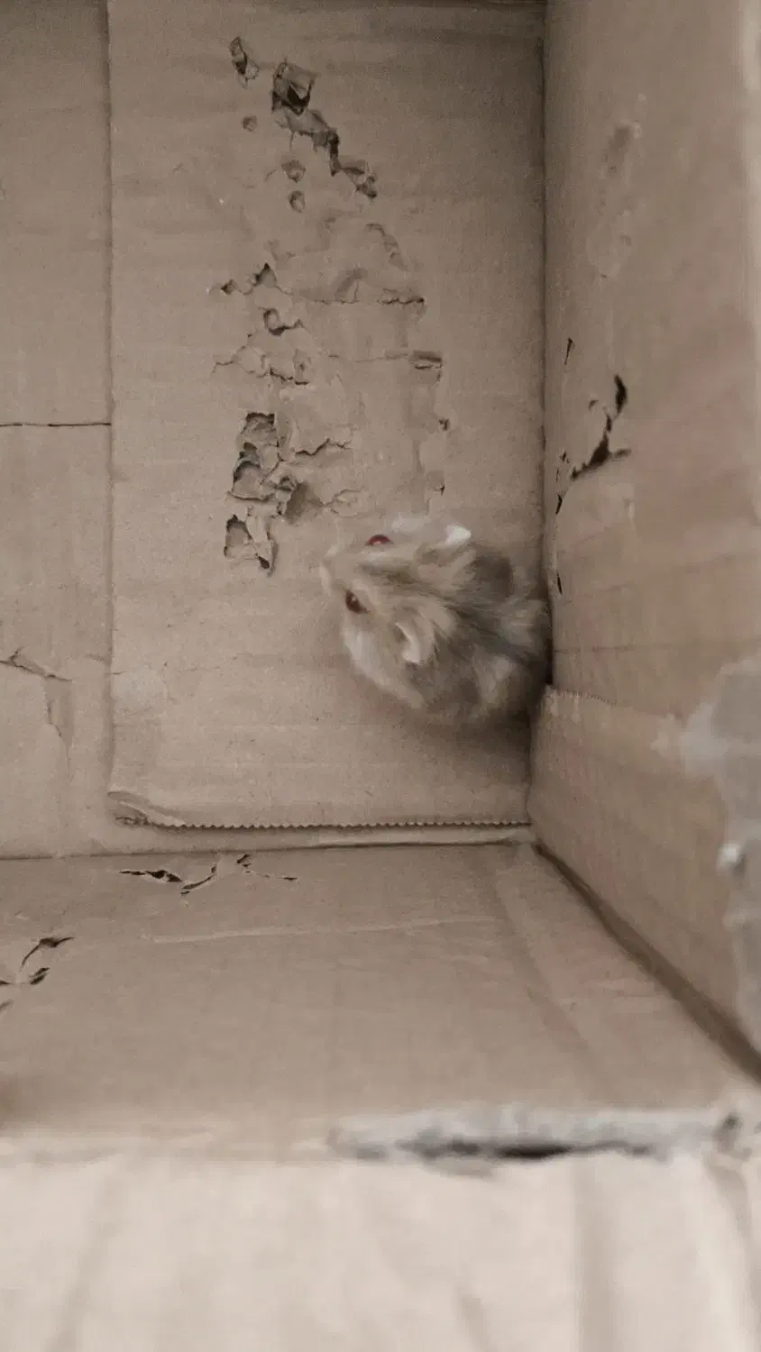 همستر|موش و خرگوش|فولادشهر, A3|دیوار