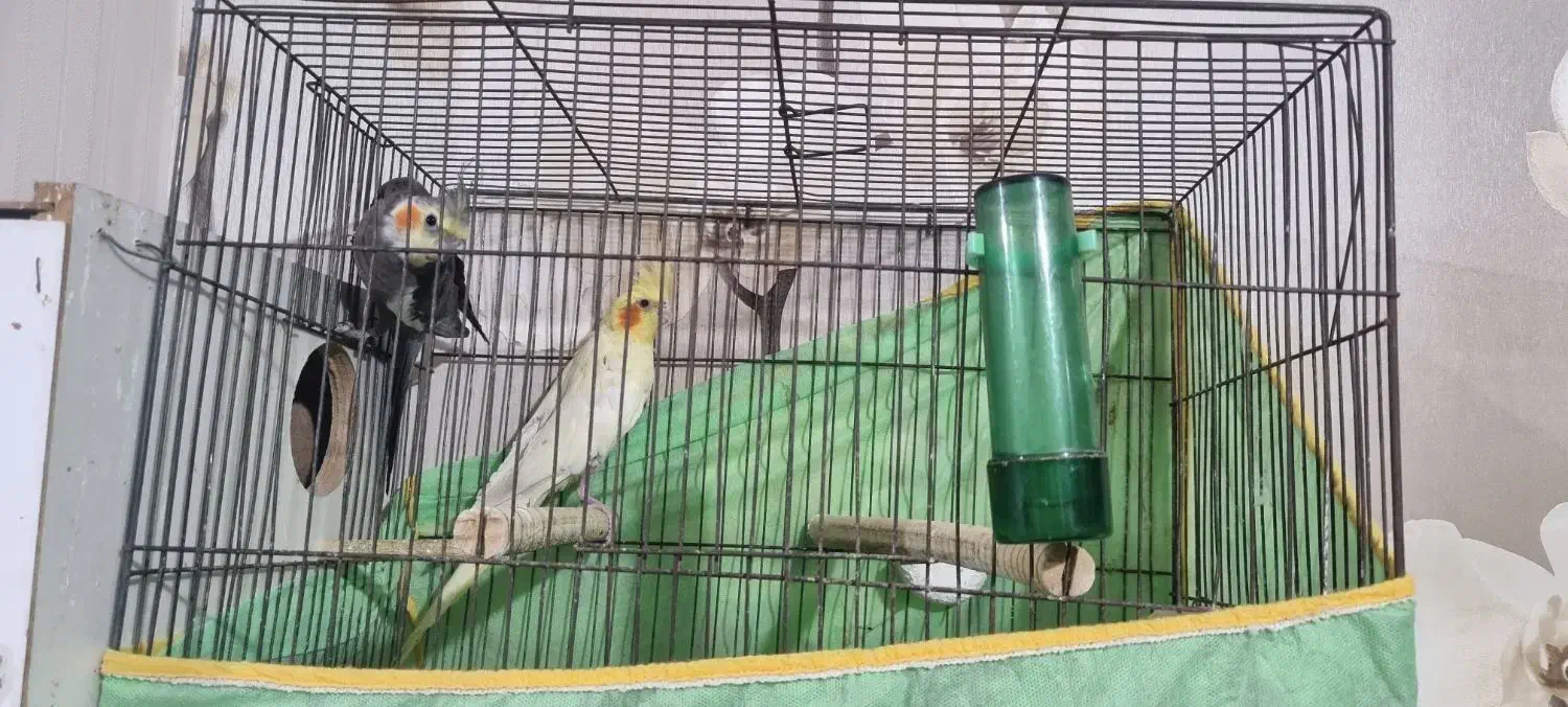 عروس مولد|پرنده|قزوین, |دیوار