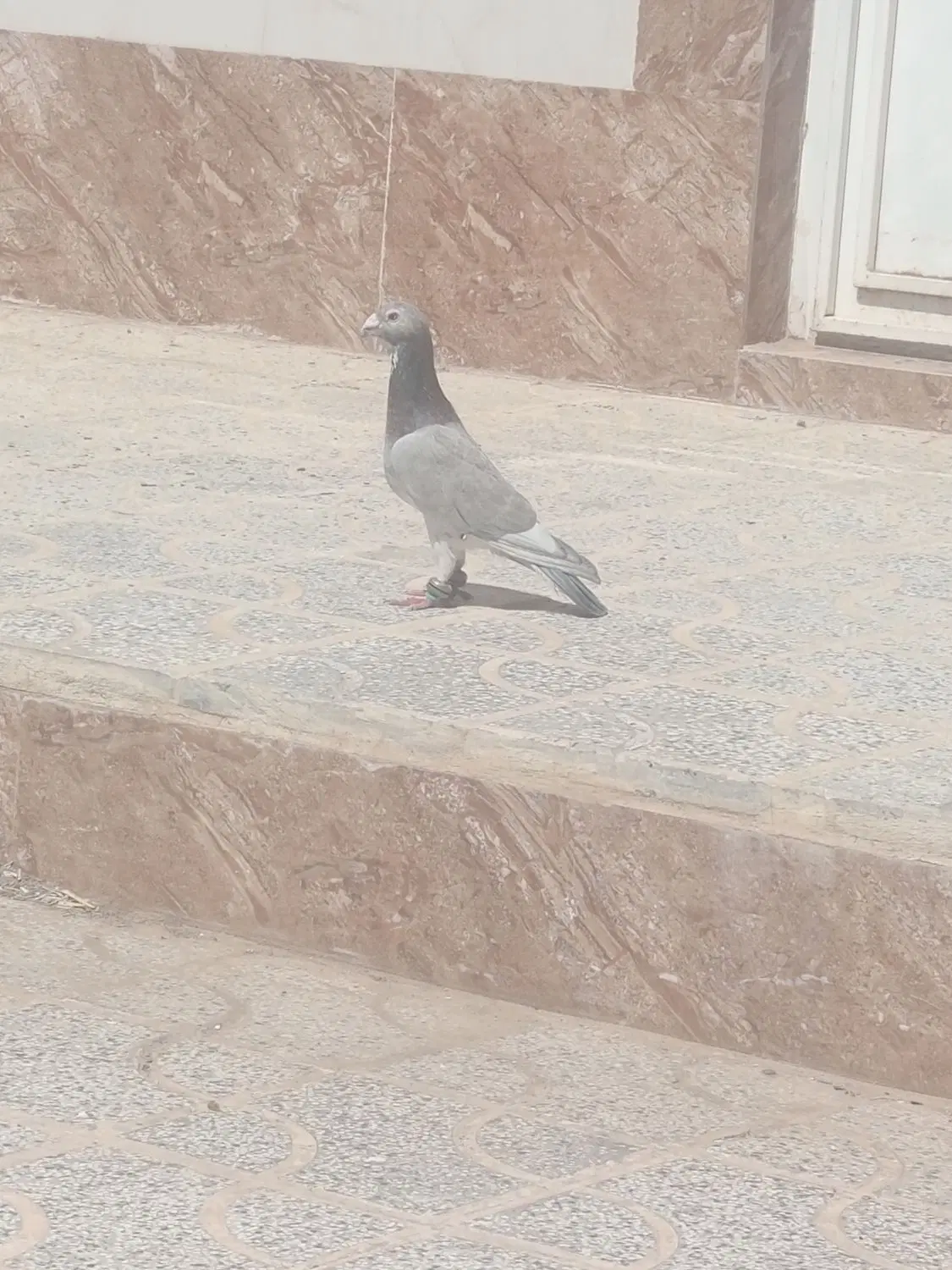 کفتر|پرنده|رشتخوار, |دیوار