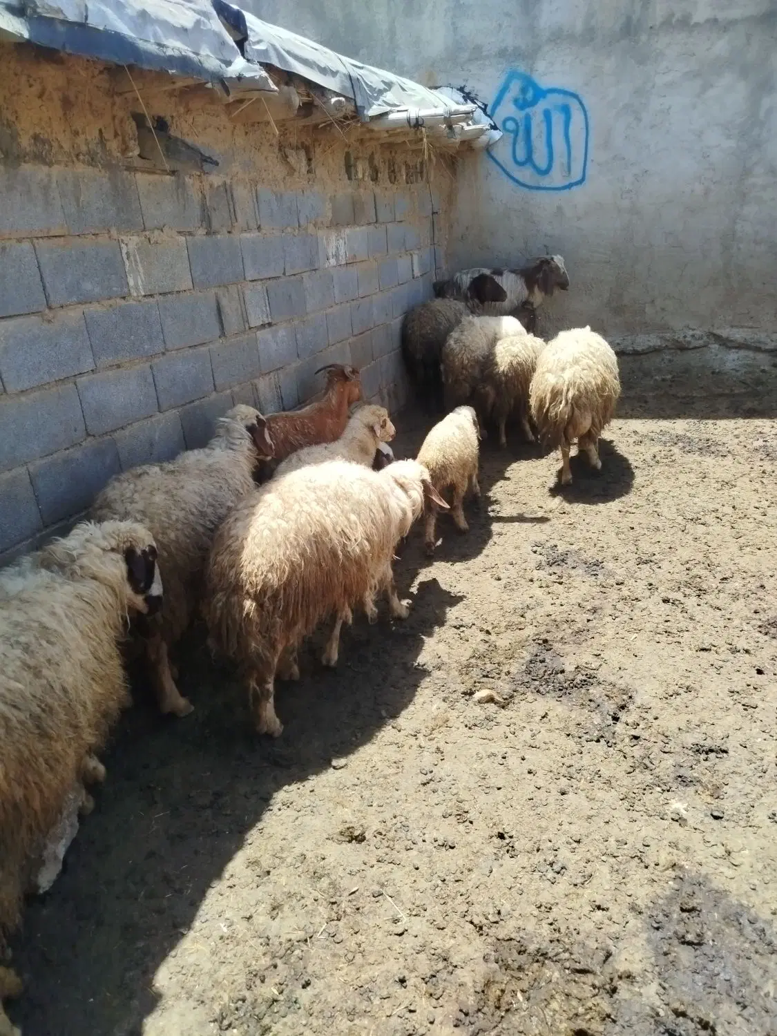 میش و بره|حیوانات مزرعه|ثلاث باباجانی, |دیوار