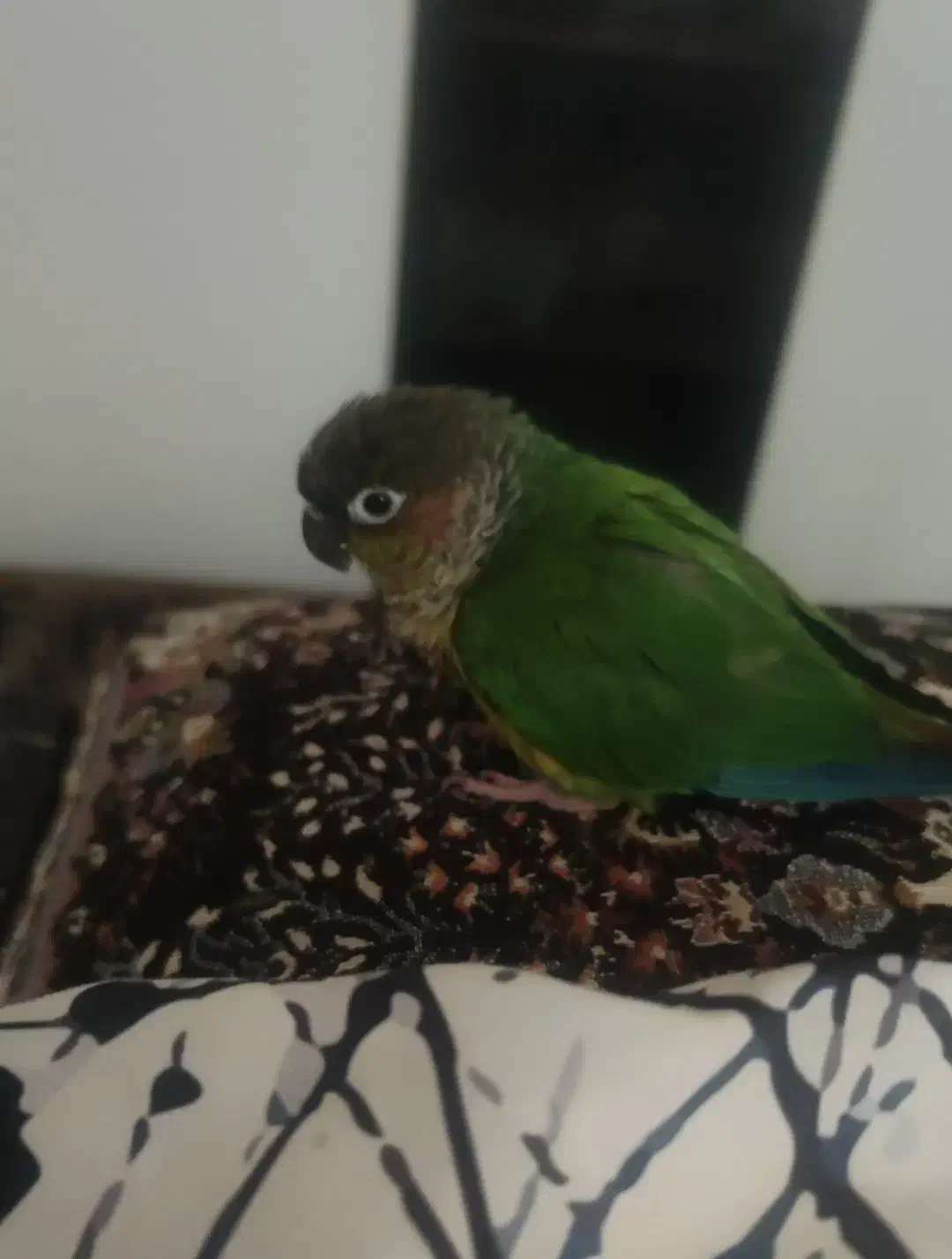 گم شده|پرنده|بندر کنگان, |دیوار