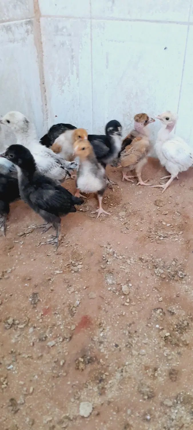 جوجه|حیوانات مزرعه|زاهدان, |دیوار