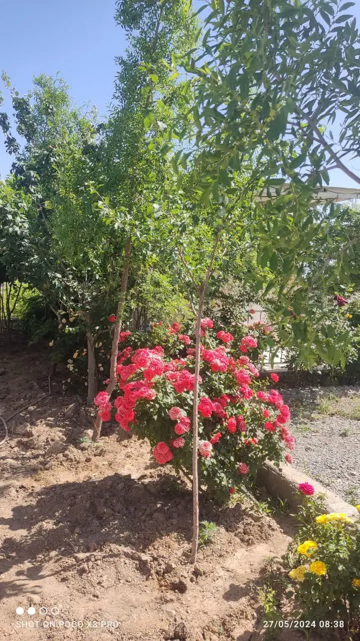 تصویر 12