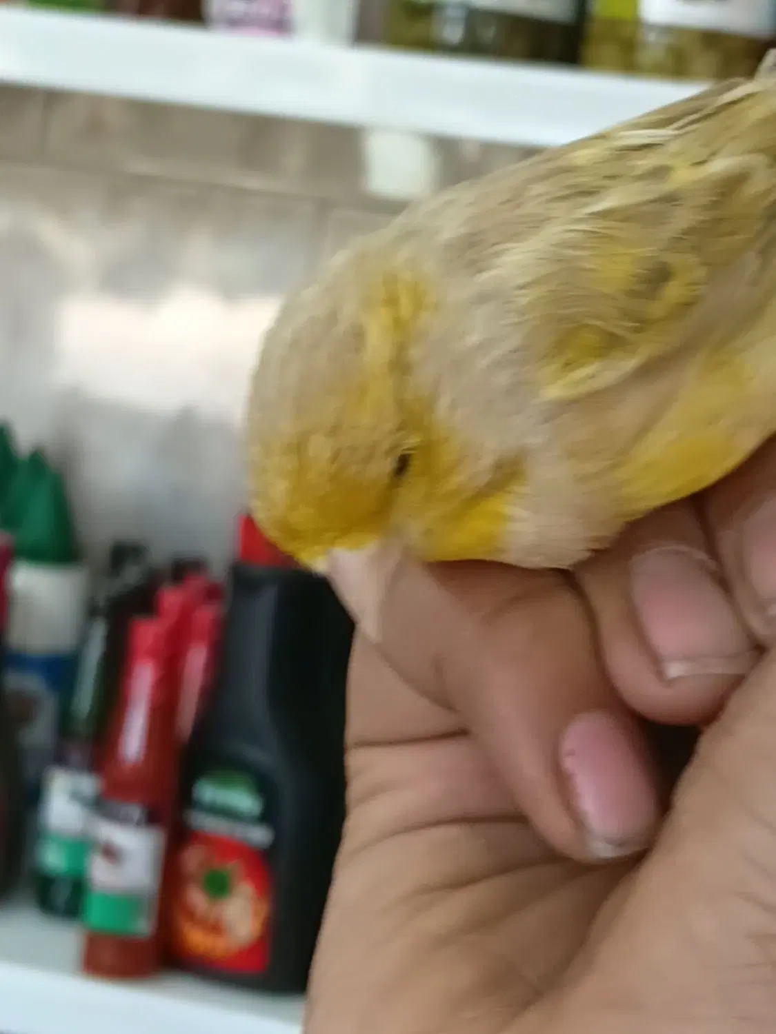 سره|پرنده|ملارد, |دیوار