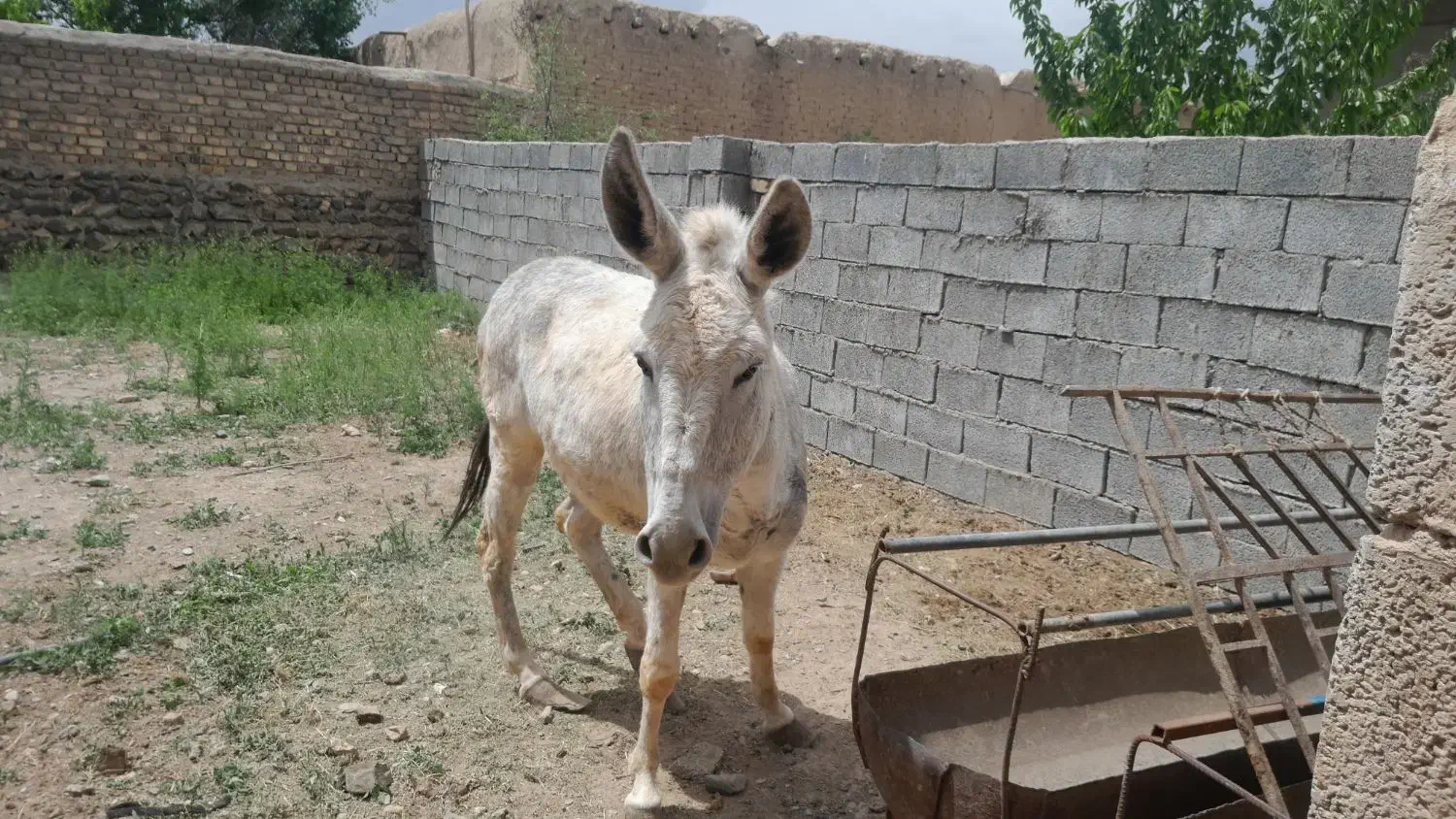 خرماده|حیوانات مزرعه|قره چای, |دیوار
