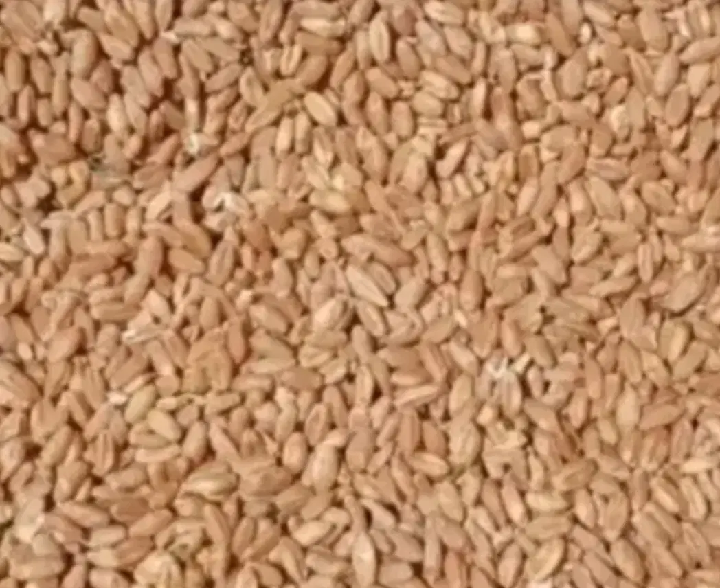 گندم|خوردنی و آشامیدنی|رابر, |دیوار