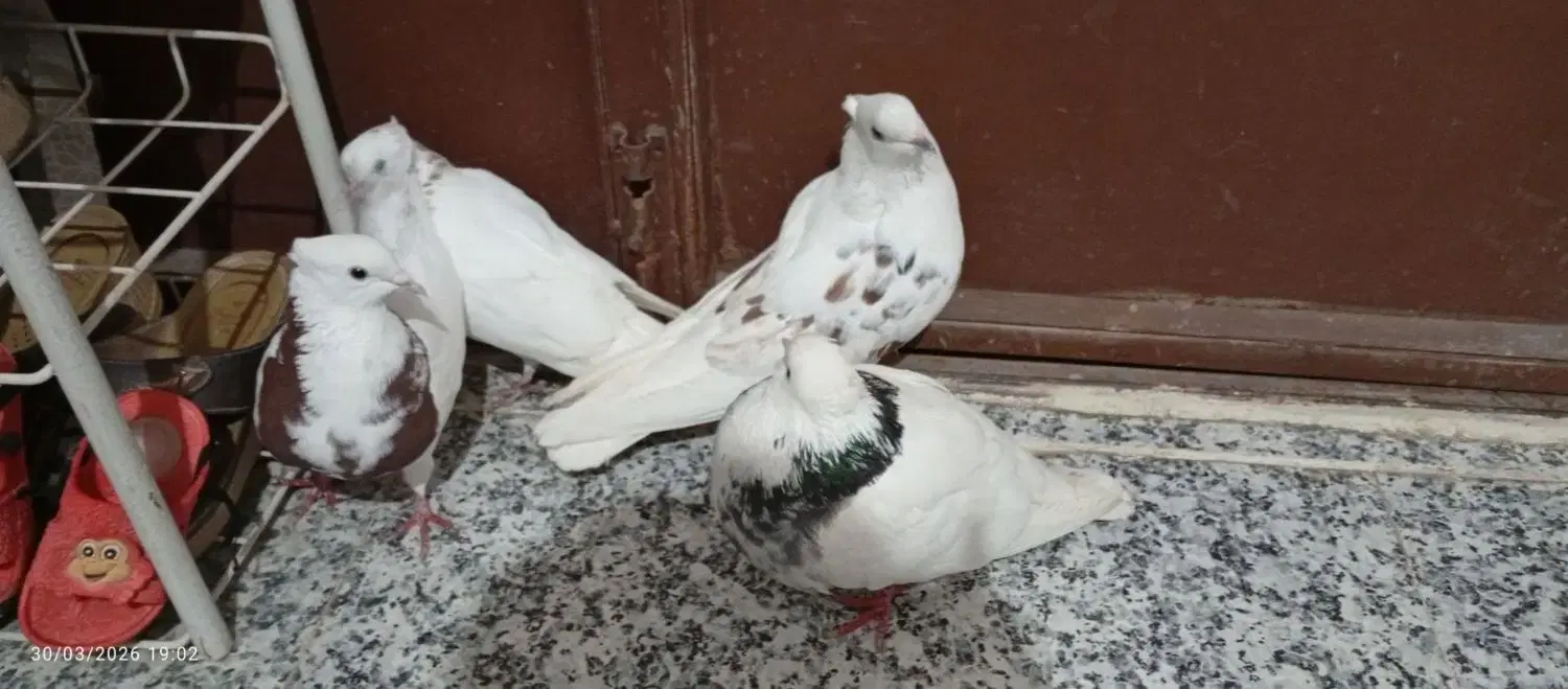 کبوتر|پرنده|دهگلان, |دیوار
