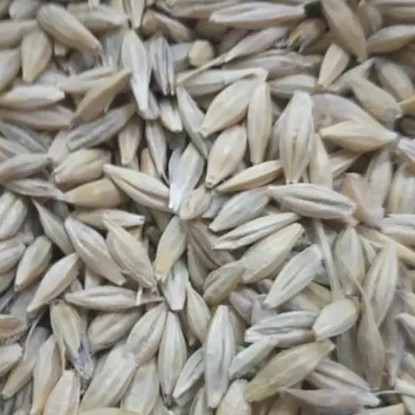 جو محلی|خدمات باغبانی و درختکاری|ارژن, |دیوار
