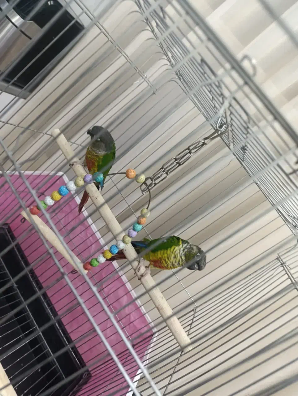 طوطی|پرنده|پرند, فاز ۵|دیوار