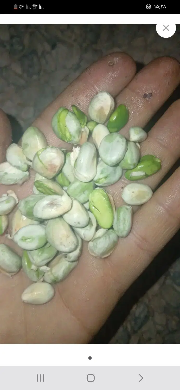 پسته|عمدهفروشی|خاش, |دیوار