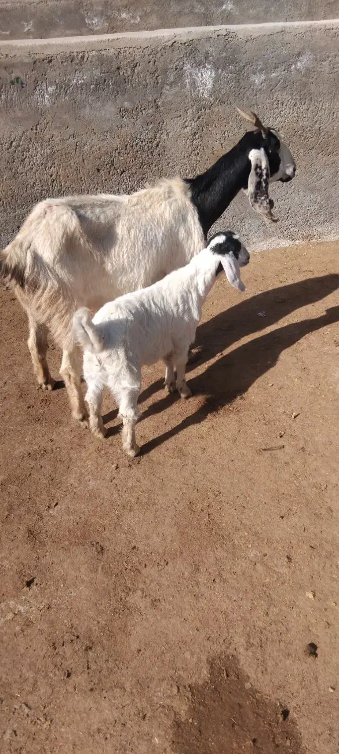 بز زاییده|حیوانات مزرعه|تربت جام, شهید مدرس|دیوار