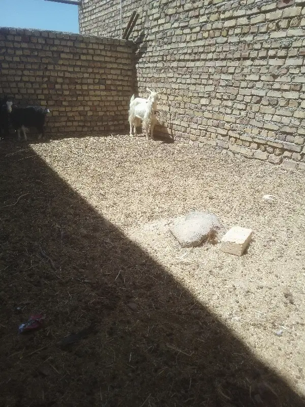 فروش|حیوانات مزرعه|سده (خراسان جنوبی), |دیوار
