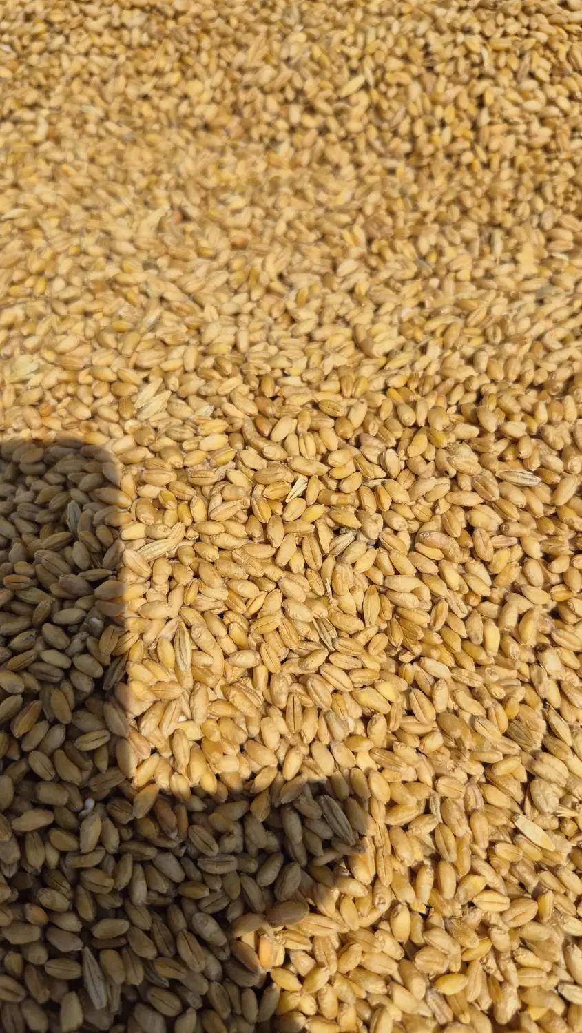 گندم|خوردنی و آشامیدنی|اندیکا, |دیوار