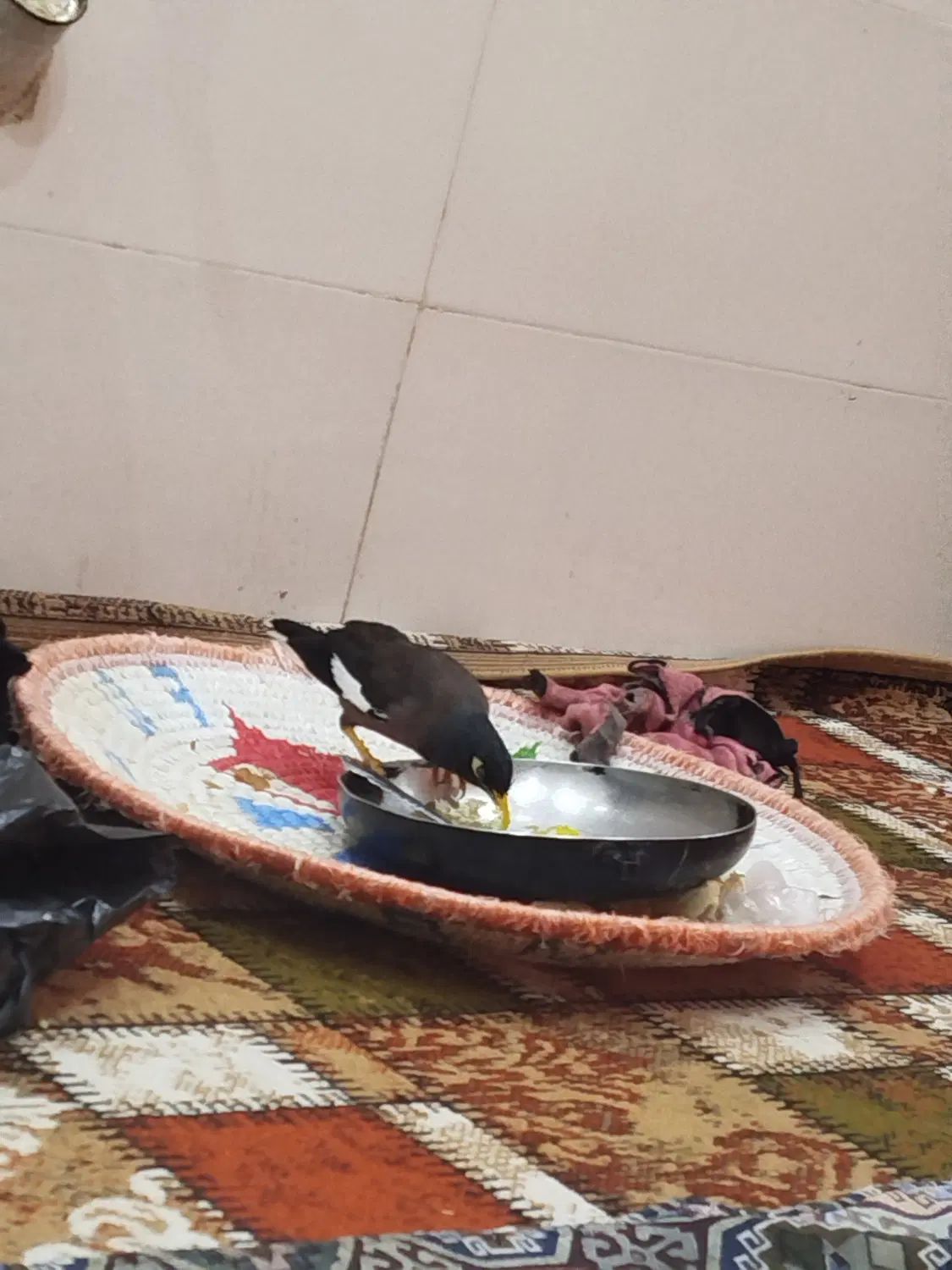 مینا|پرنده|کارون, |دیوار