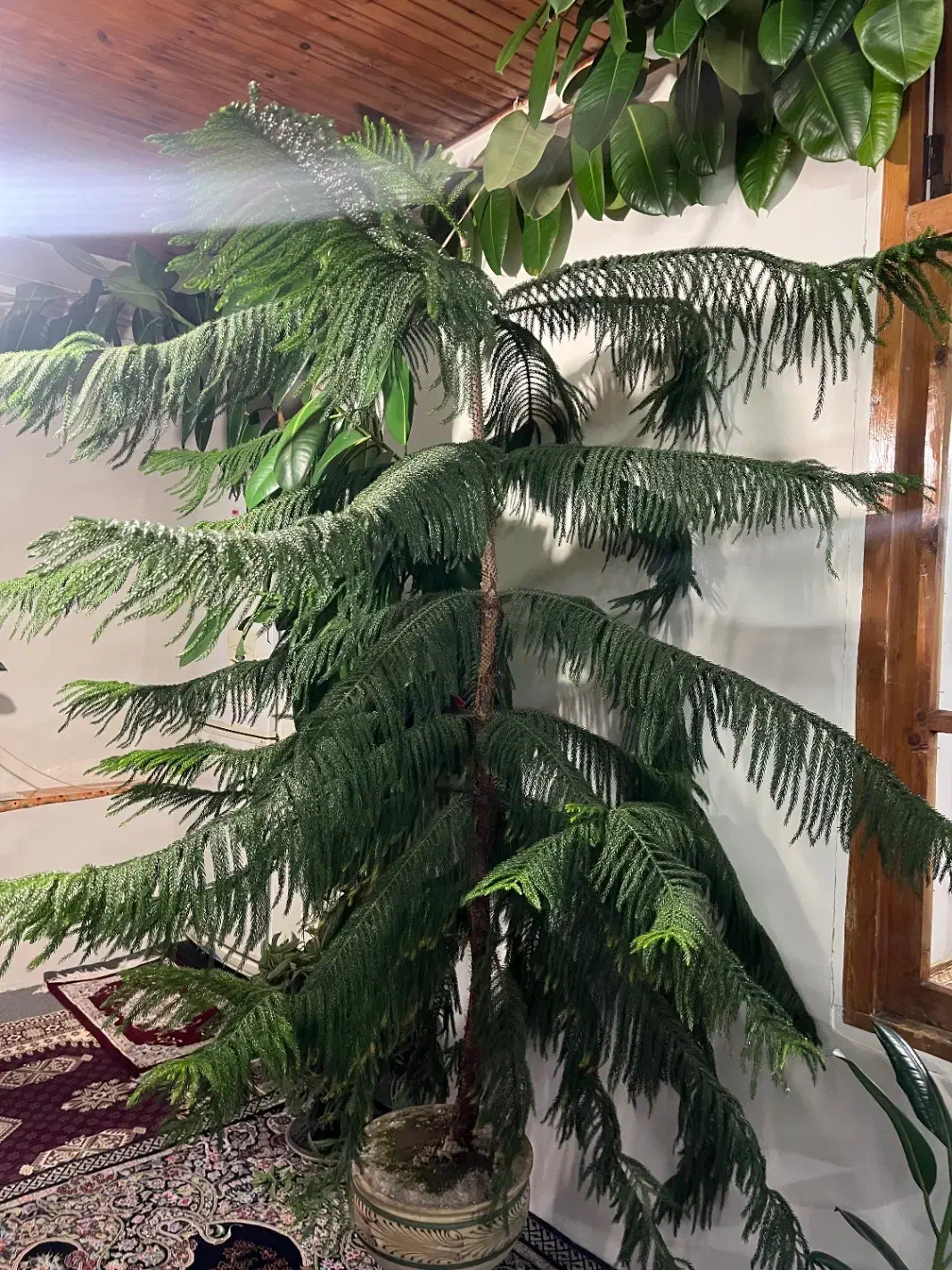 فروش|گل و گیاه طبیعی|خلخال, |دیوار