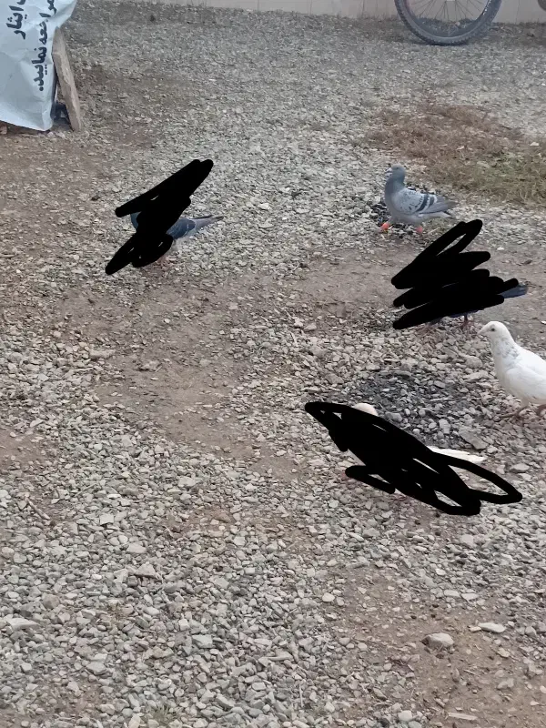 کفتر|پرنده|تربت‌حیدریه, منظر|دیوار