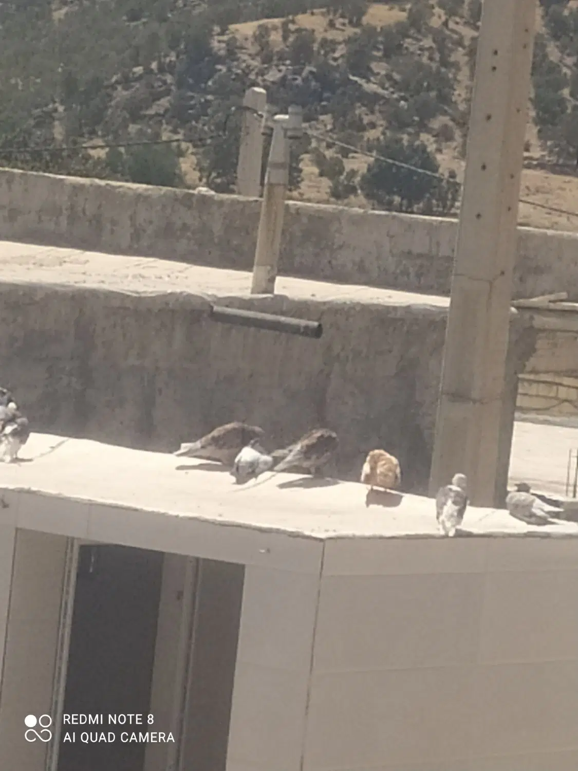 کبوتر|پرنده|لردگان, |دیوار
