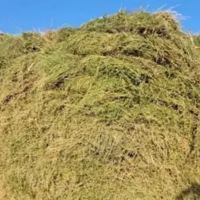 یونجه|لوازم جانبی حیوانات|صومای برادوست, |دیوار