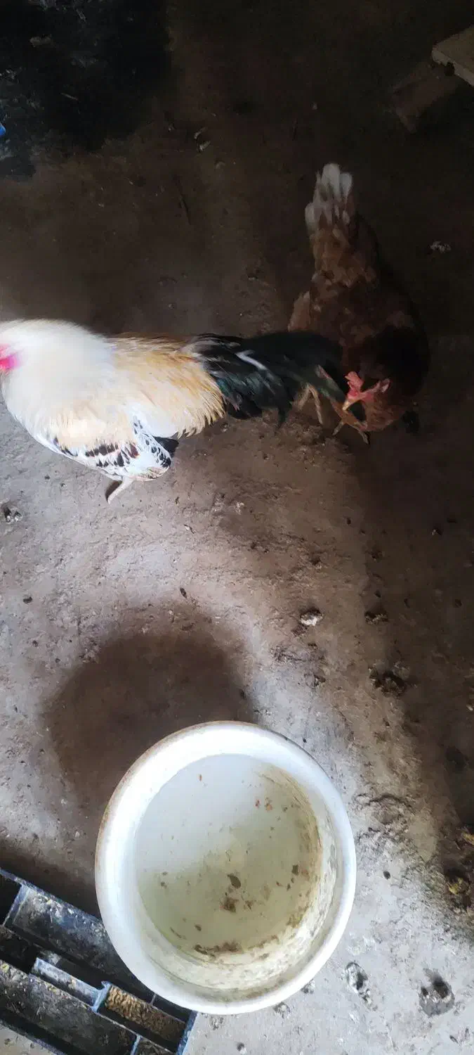 مرغ و خروس|حیوانات مزرعه|قشم, |دیوار